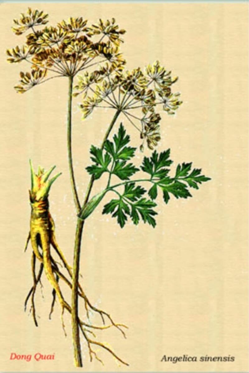 Angélica sinensis (Angelica polymorpha Maxim. var. sinensis Oliv)
